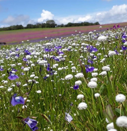 Kaas-Plateau