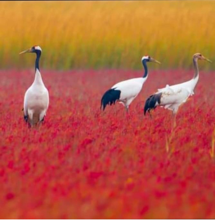 Mayani-Bird-Sanctuary